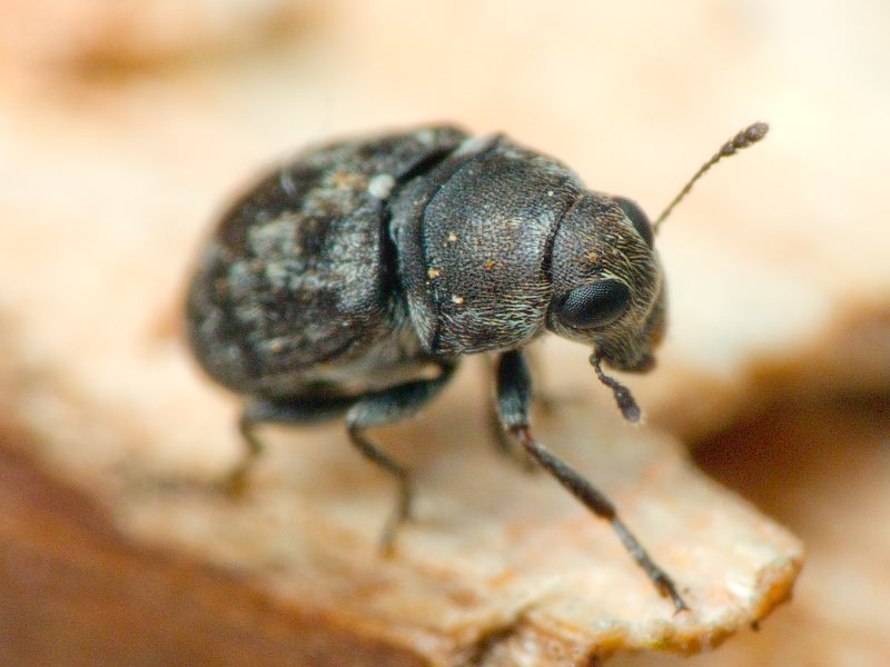 Rhaphitropis marchica (Herbst, 1797)